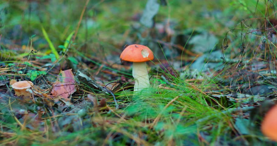Edible boletus mushroom with orange cap grows in the forest. Slow motion video in 4k quality