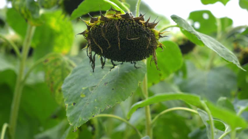 Agricultural field of dry ripe sunflower ready for harvest at sunny autumn day close up,focusing on the texture of the drying seeds