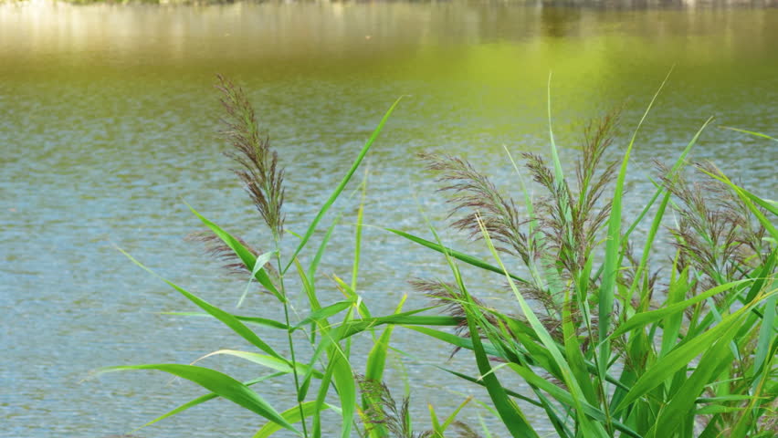 Plant Reeds near the Lake Water in Nature