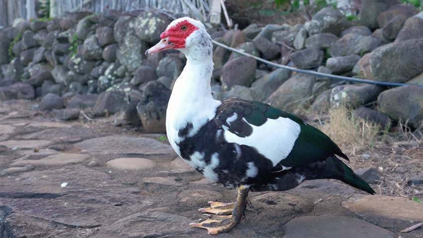 Unique muscovy duck stands proudly by rocky shoreline showcasing vibrant colors