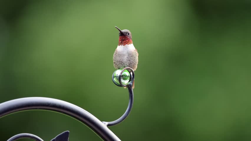 A Ruby-throated Hummingbird perched on a feeder, with another hummingbird blurred fluttering nearby against green background