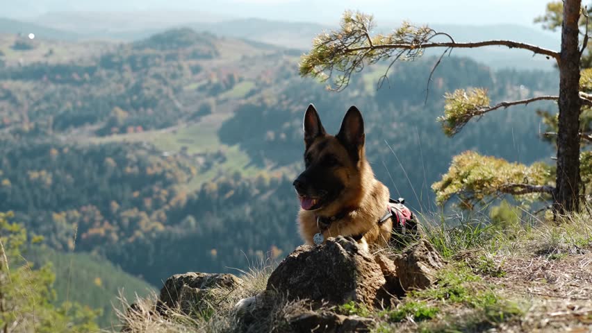 A German Shepherd lying on a rock ledge overlooking scenic mountains and valleys, wearing a harness. Hiking with pet concept. High quality 4k footage