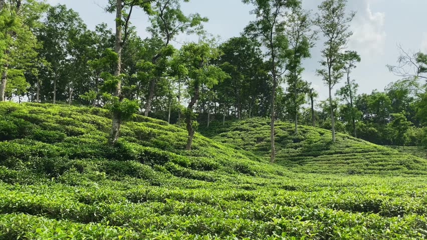 Tea garden on the hills in Sylhet, bangladesh