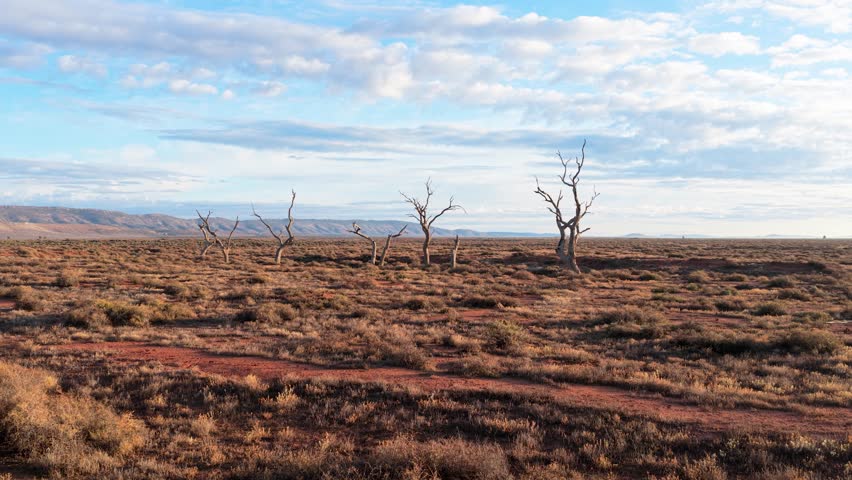 Low forward drone shot approaching dead trees in arid outback near Flinders Ranges, South Australia
