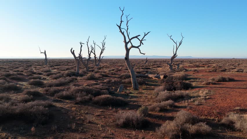 Low-altitude drone reversing away from dead trees over dry, desolate red dirt in Outback Australia