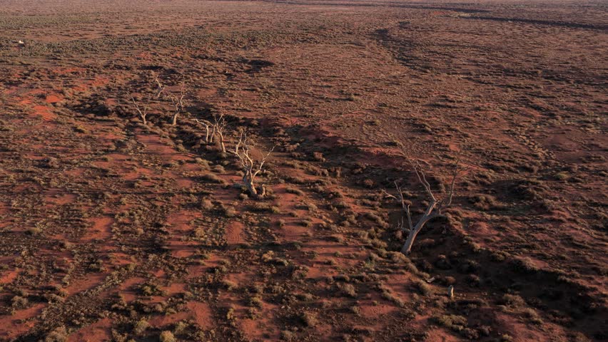 Reverse tilt reveal showing dead trees and vast arid outback in Flinders Ranges, South Australia