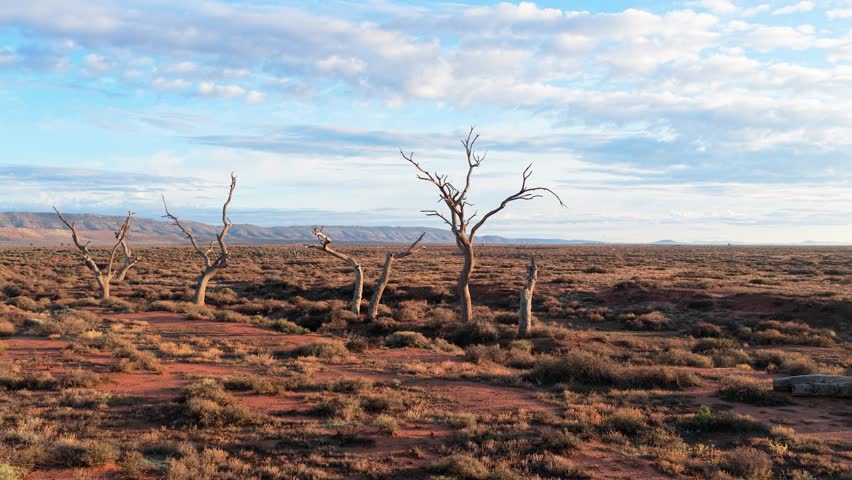 Low reverse drone shot pulling back from dead trees in arid outback near Flinders Ranges, South Australia