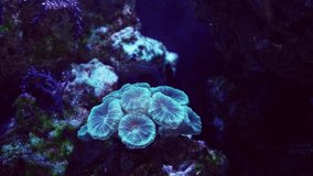 Caulastraea curvata green head colony in circular water flow, nano reef marine aquadesign, fluorescent frag plug, professional aquarist, live rock ecosystem, actinic blue LED light, recreation relax - Powered by Shutterstock - Get 15% off with code: PIKWIZARD15