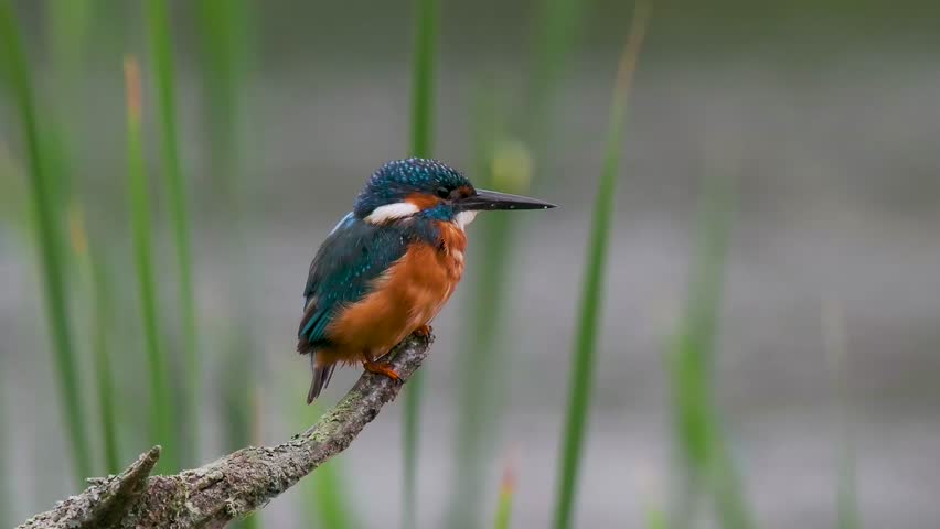 Kingfisher Perched on a Post