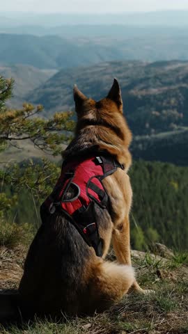 German Shepherd dog with red harness sitting on cliff edge, overlooking green mountain valley. Rear view. High quality 4k vertical footage