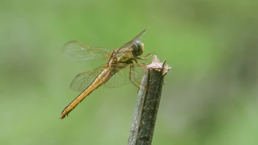 Close-up of a female Scarlet Darter dragonfly calmly perched in the wild.