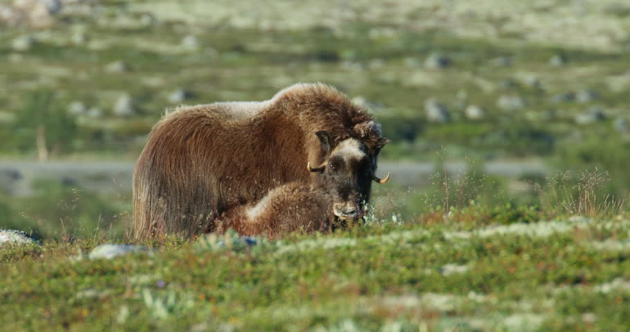 Wildlife Close-Up of Musk Ox Nursing Calf in Summer Tundra Norway