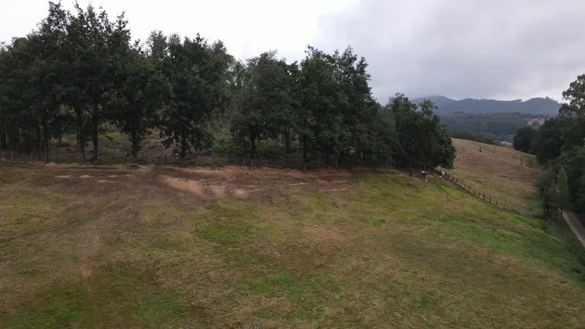 Drone footage of a rural meadow where you can see a group of large coniferous trees on a hill with a cloudy sky.