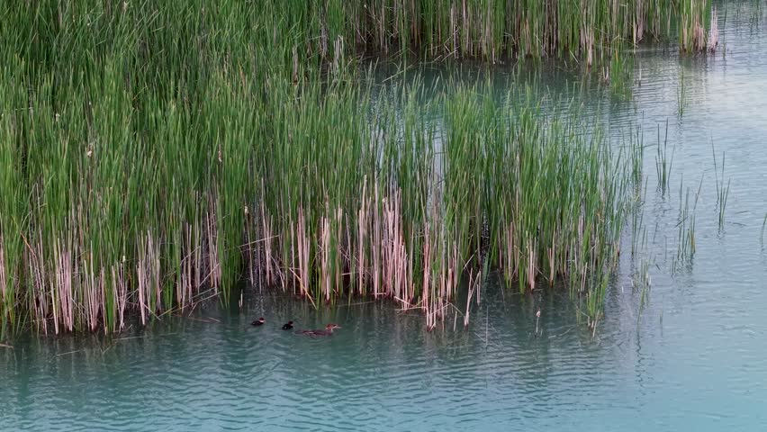 Tall pink and green reeds growing along the edge of a tranquil blue freshwater pond.
