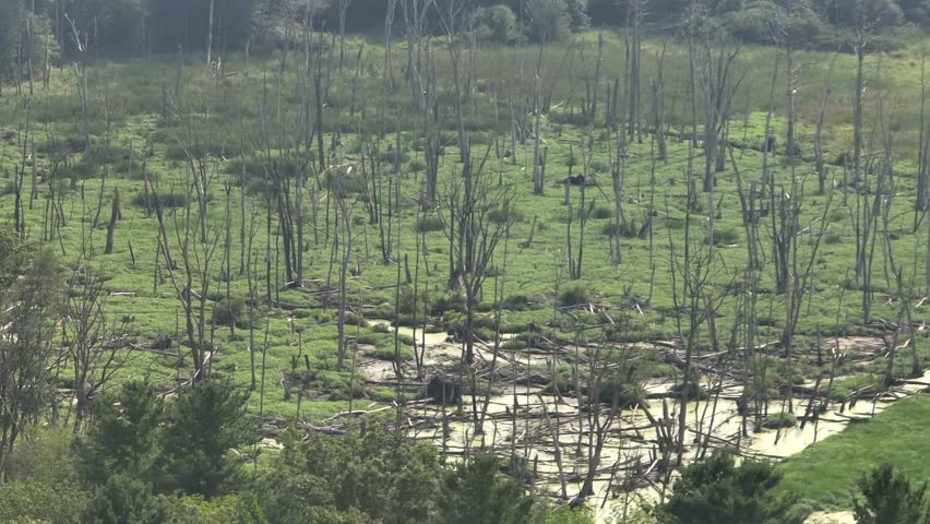 Dead trees in green vegetation of American suburb. Aerial wide shot. Sunny fog in summer. Marshland and stagnant waters
