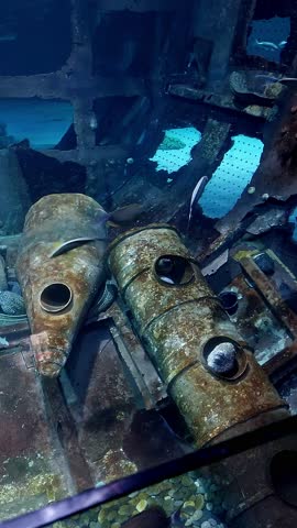 Handheld Pan left showing moray eels or Muraenidae hiding among wreck design in an aquarium