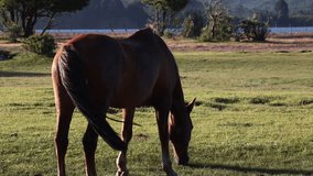 Horse grazing close-up in Patagonian meadow — static real-time - Powered by Shutterstock - Get 15% off with code: PIKWIZARD15
