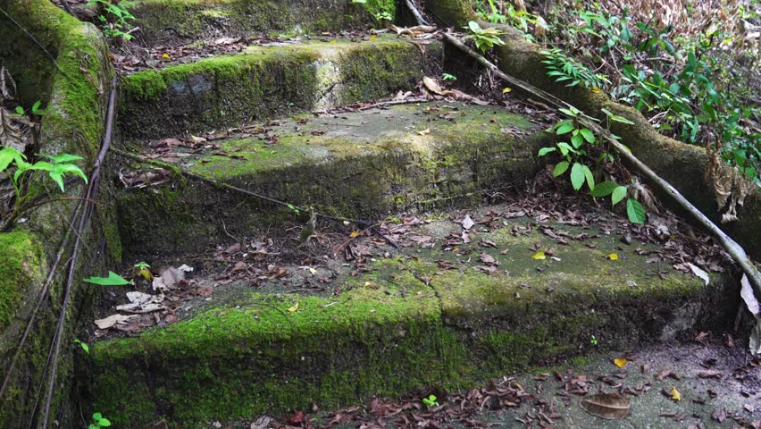 Aged Concrete Steps with Moss and Leaves
