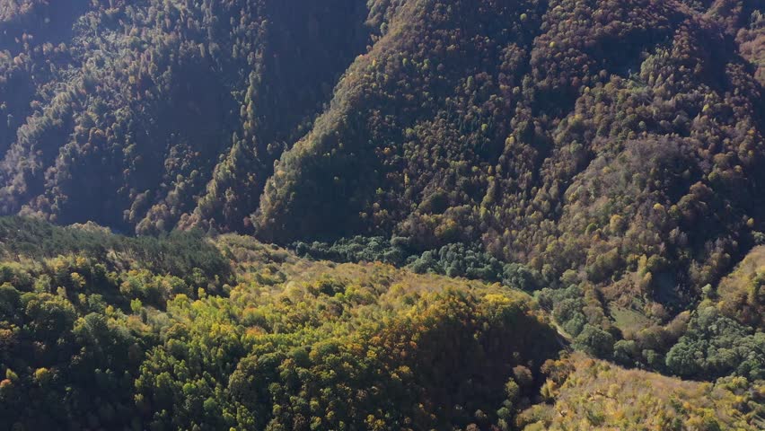   Aerial view of colorful deciduous forest in autumn