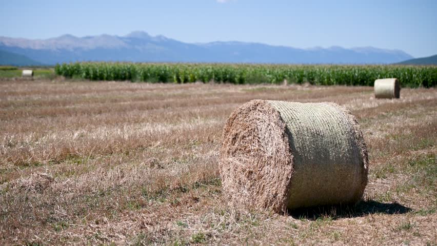 Bales of the hey in the field. Hay bales or rolls on agricultural field.