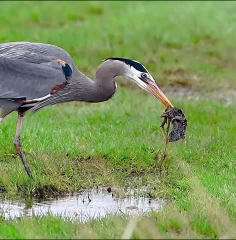 Close-Up Portrait of Great Blue Heron Eating Mouse