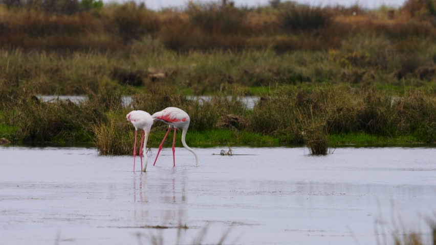 Flamingo pauses in the shallows with water dripping from its beak, showcasing its vivid pink legs and striking plumage.