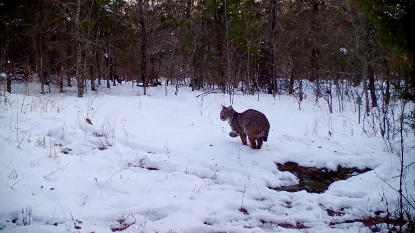 A beautiful bobcat on a winter evening, sniffing snow on the ground, trying not to get his paws wet, then leaping and running out of the view