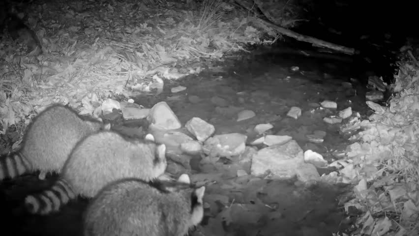 Three raccoons at night, looking for food in a small creek in late winter; in infra red footage