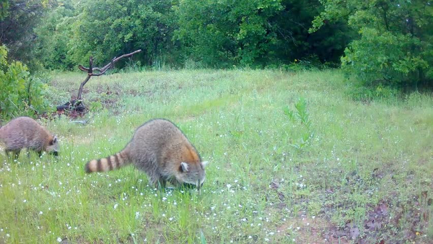 Two raccoons looking for food in an opening in the woods on a spring morning