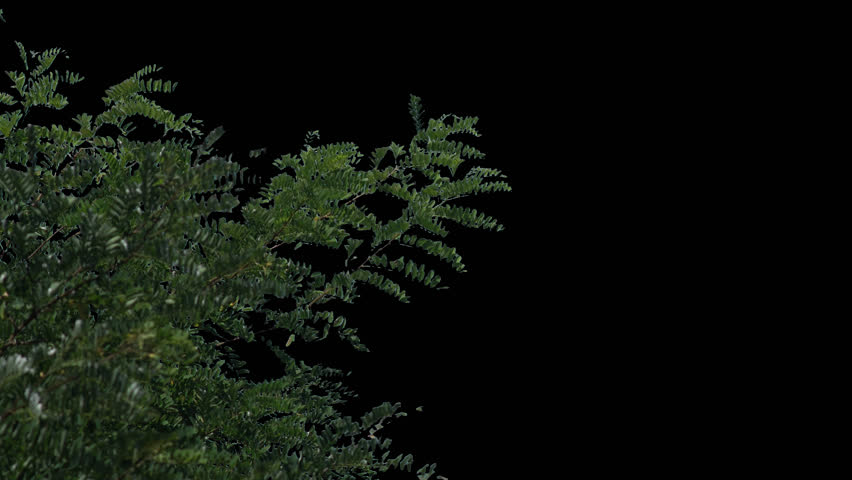 Part of green tree on transparent background