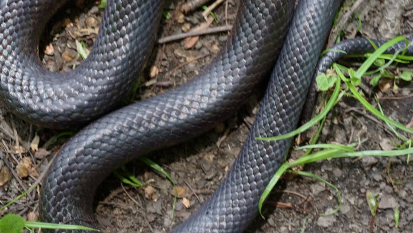 Slithering snake close up. Black snake crawling. Snakes in motion. Creeping reptile. Detail of snakeskin scales. Macro close-up scaly snake skin. Snakes scale pattern. Black snake scales.