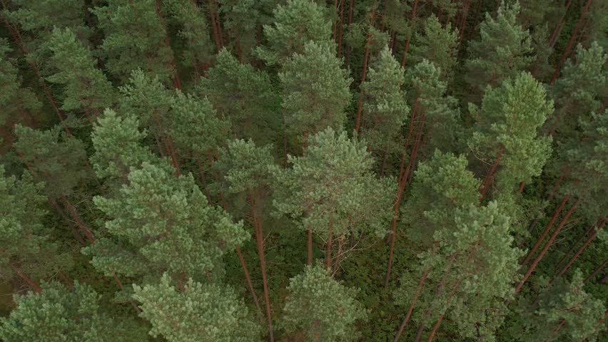 Dense forest with tall, straight pine trees rising above a lush green undergrowth, creating a serene and natural woodland landscape.