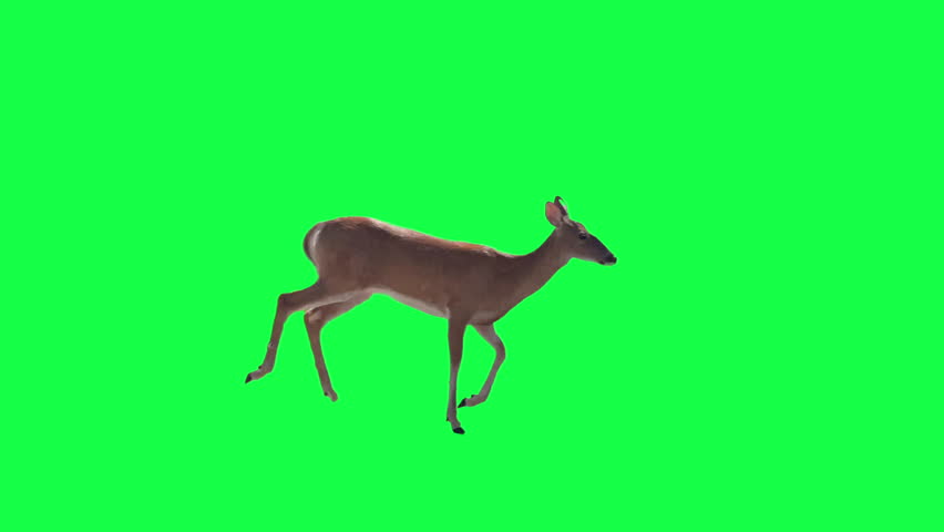 A white-tailed deer crosses over a green screen for compositing. 14977	