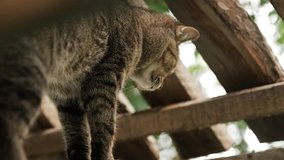 Striped tabby cat balancing across wooden beams, exploring environment with alert curiosity under soft streaming sunlight filtering through overhead spaces - Powered by Shutterstock - Get 15% off with code: PIKWIZARD15