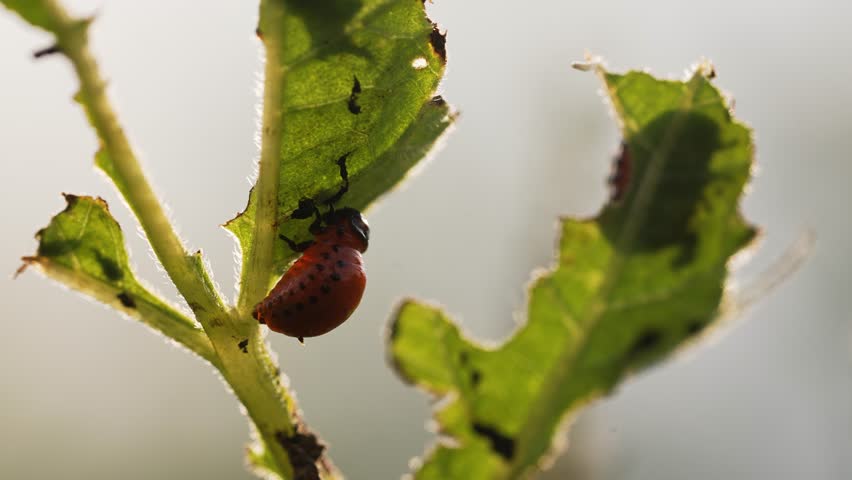 Colorado potato beetle larva consuming potato leaf, actively damaging plant tissue and potentially reducing agricultural crop productivity through progressive leaf defoliation