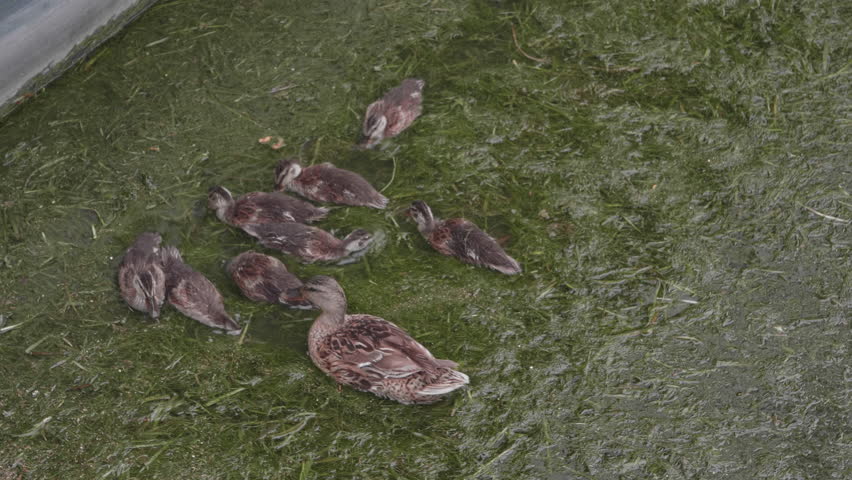 A family of ducks ducklings eating.