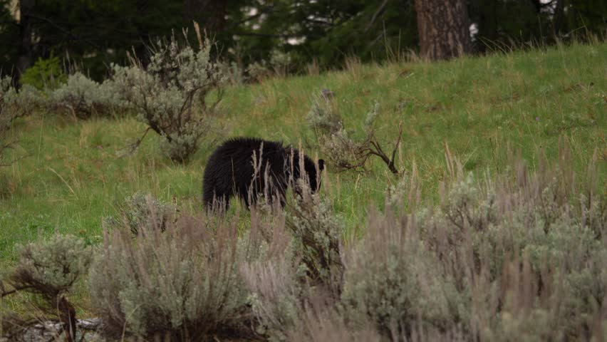 A young black bear browses an early summer meadow in the mountains of Wyoming. 