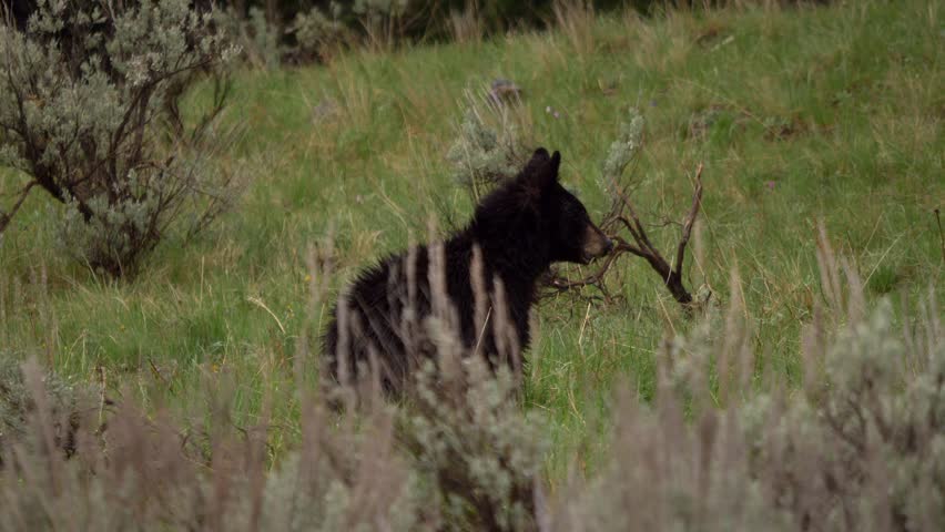 A young black bear browses an early summer meadow in the mountains of Wyoming. 