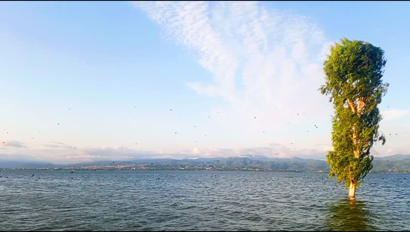 The expanses of Mangla Dam are filled with emotion,where a solitary poplar tree stands alone, keeping pace with the winds. Behind it, the lush green mountain peaks and the depth of the blue sky