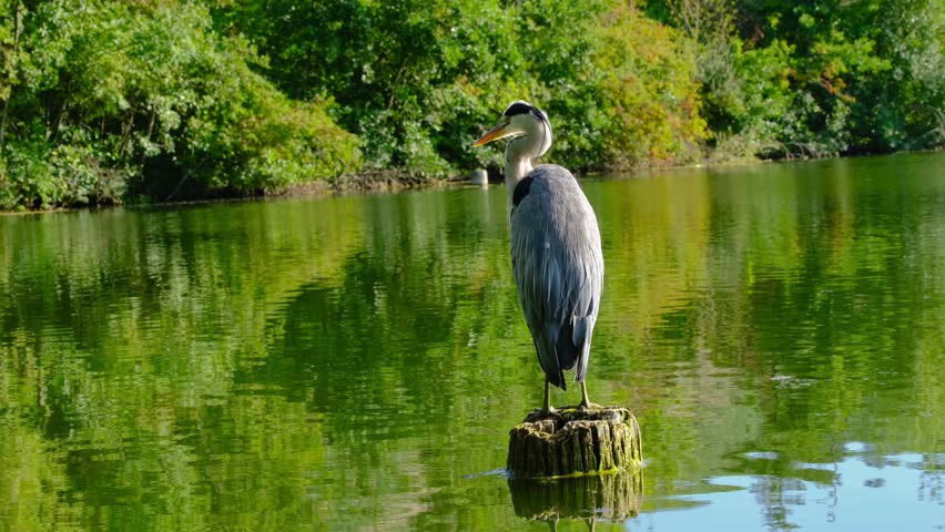 Grey heron standing on wooden post by lake, cleaning feathers as one falls into water