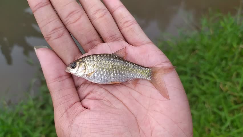 A Wader Cakul fish (Puntius binotatus). This small, colourful fish with silvery scales and a reddish tail is held in someone