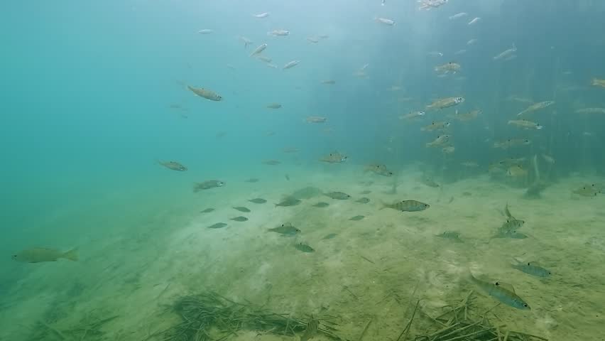 A pretty school of juvenile European perch – Perca fluviatilis – swims close to reed beds along the shallow edge of a freshwater lake. Check my portfolio for more perch footage.