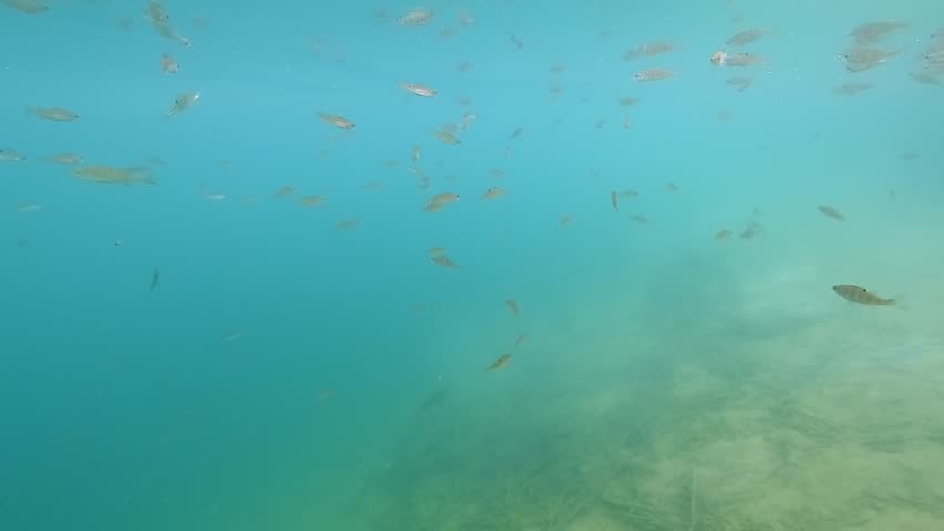 A small school of juvenile European perch – Perca fluviatilis – swims in open blue water, suspended in the calm depths of a freshwater lake. Check my portfolio for more perch footage.