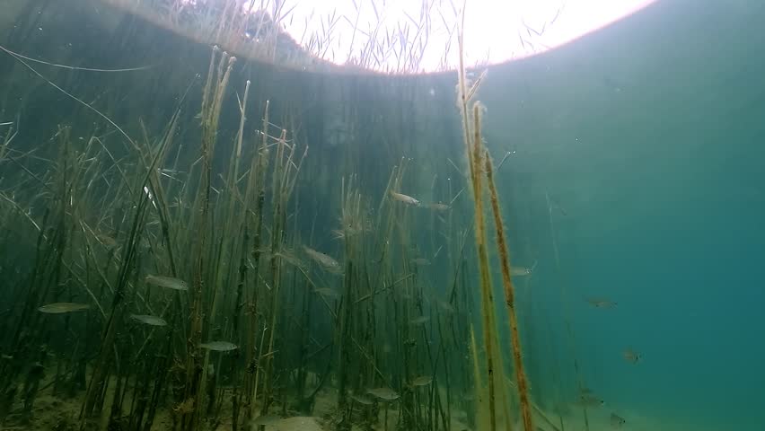 A school of juvenile European perch – Perca fluviatilis – glides past tall reeds in crystal-clear freshwater, revealing details of fish and vegetation. Check my portfolio for more perch footage.