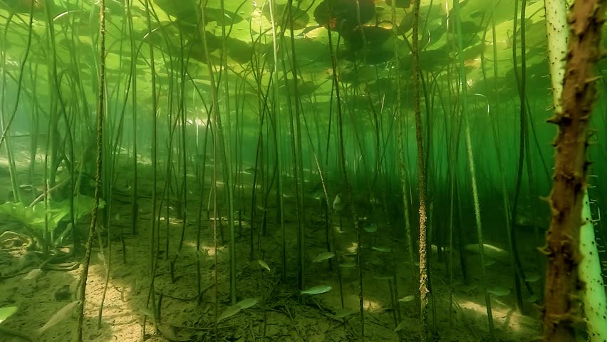 Three European perch – Perca fluviatilis – glide among vertical water lily stems, bathed in soft and colorful light. Check my portfolio for more perch footage.