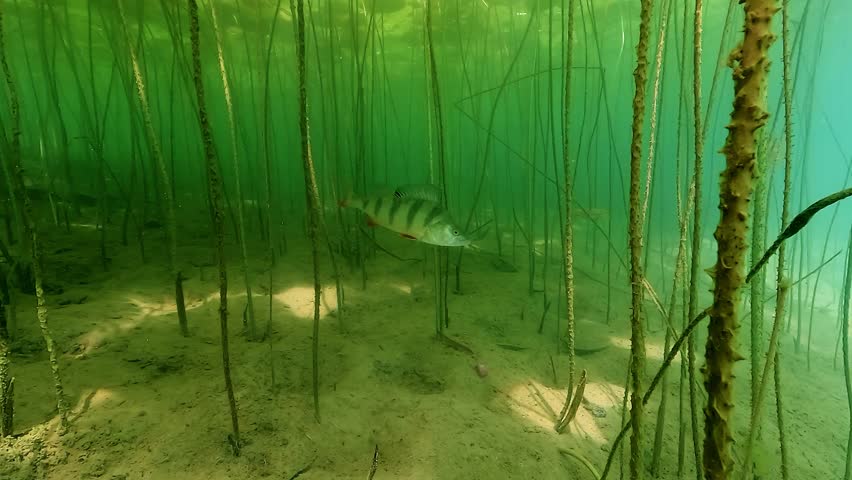 A European perch – Perca fluviatilis – swims toward the camera before turning to join two others among dense lily stems. Check my portfolio for more perch footage.