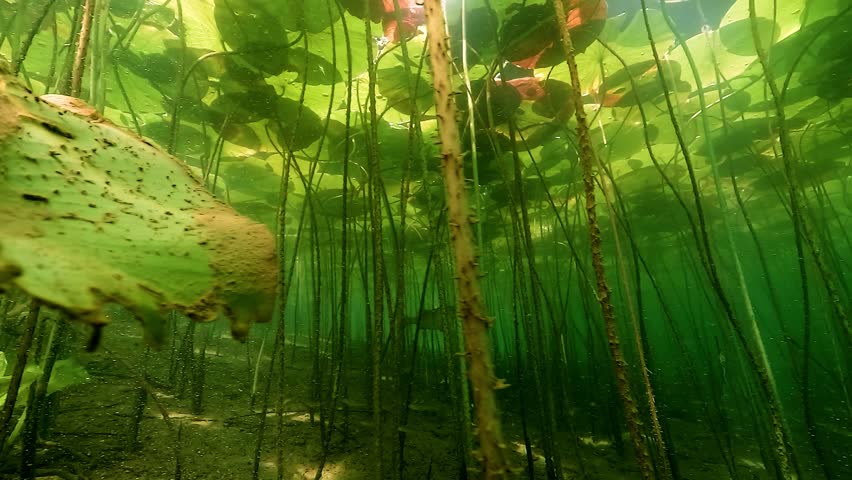 A European perch – Perca fluviatilis – crosses a dense forest of water lilies, surrounded by vibrant colors and filtered light. Check my portfolio for more perch footage.