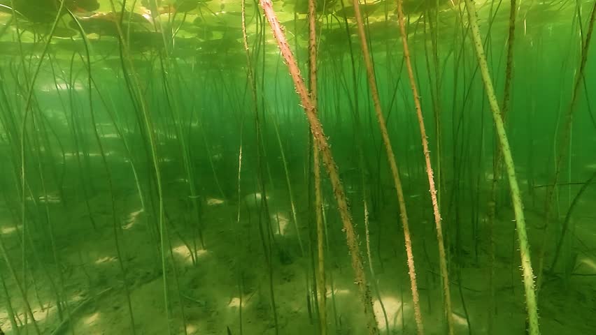A light-colored European perch – Perca fluviatilis – swims directly toward the camera through an underwater forest of water lilies. Check my portfolio for more perch footage.