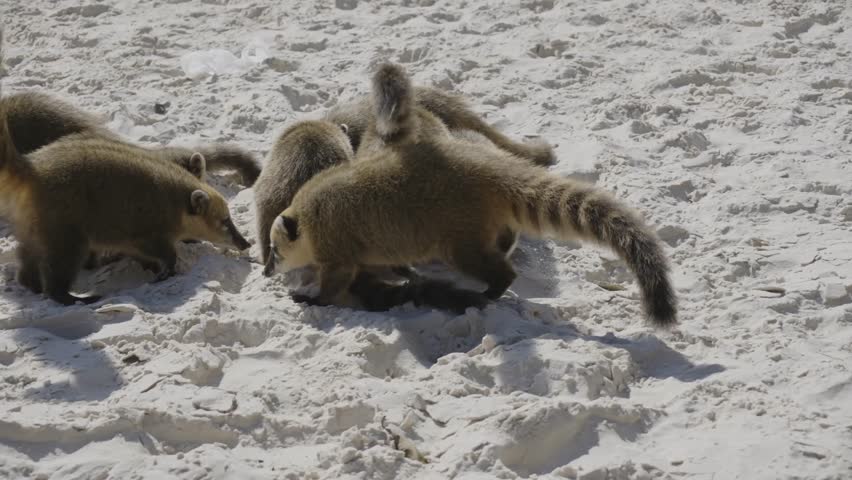 A pack of coatis feed on the beach of Campeche Island in Florianopolis.