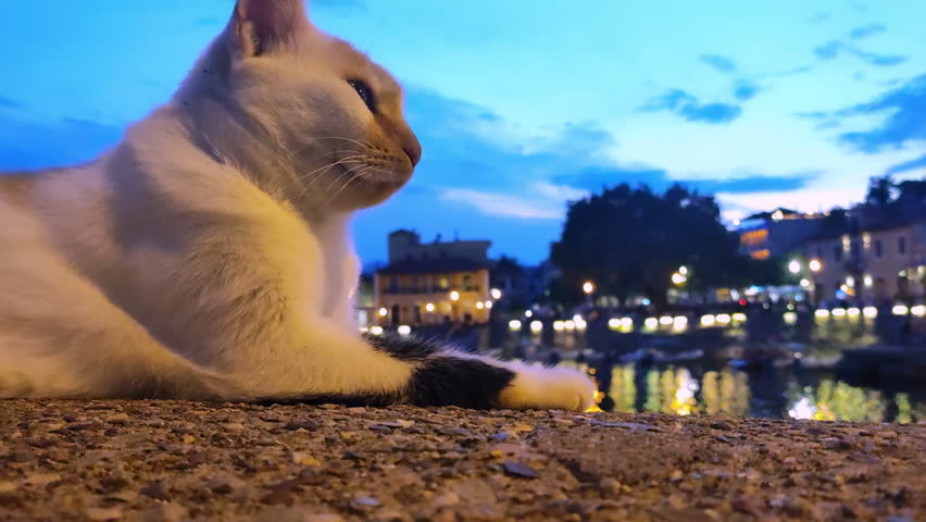 Cat close up portrait against the port of Naupactus in Greece.